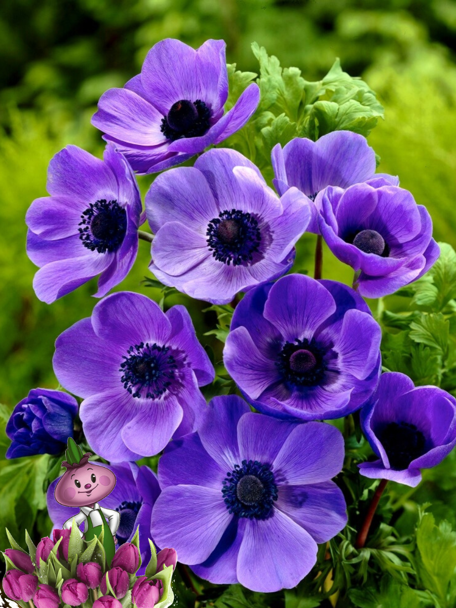 Луковицы цветов chipollino flowers анемона MR. FOKKER (10 луковиц)