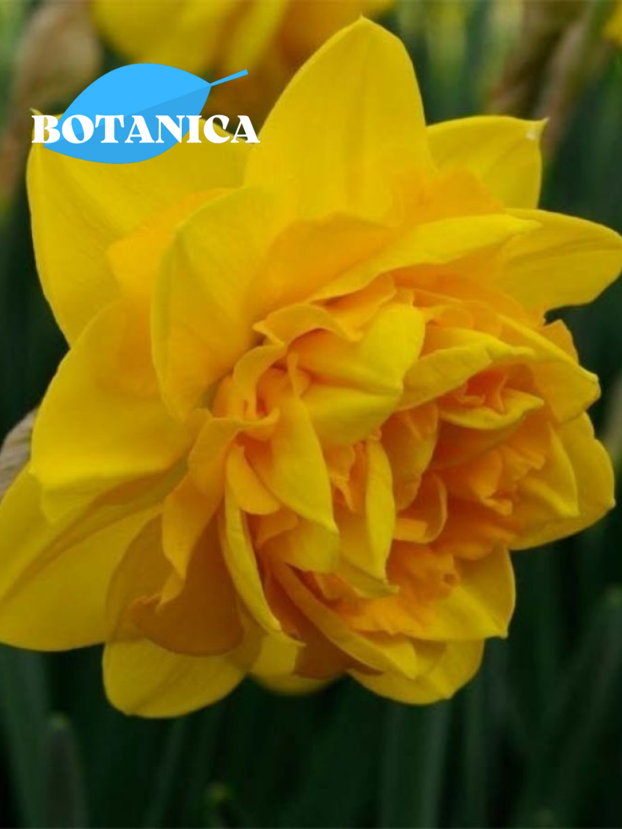 Луковицы цветов botanica garden Нарцисс Шерборн ( 3 штуки )