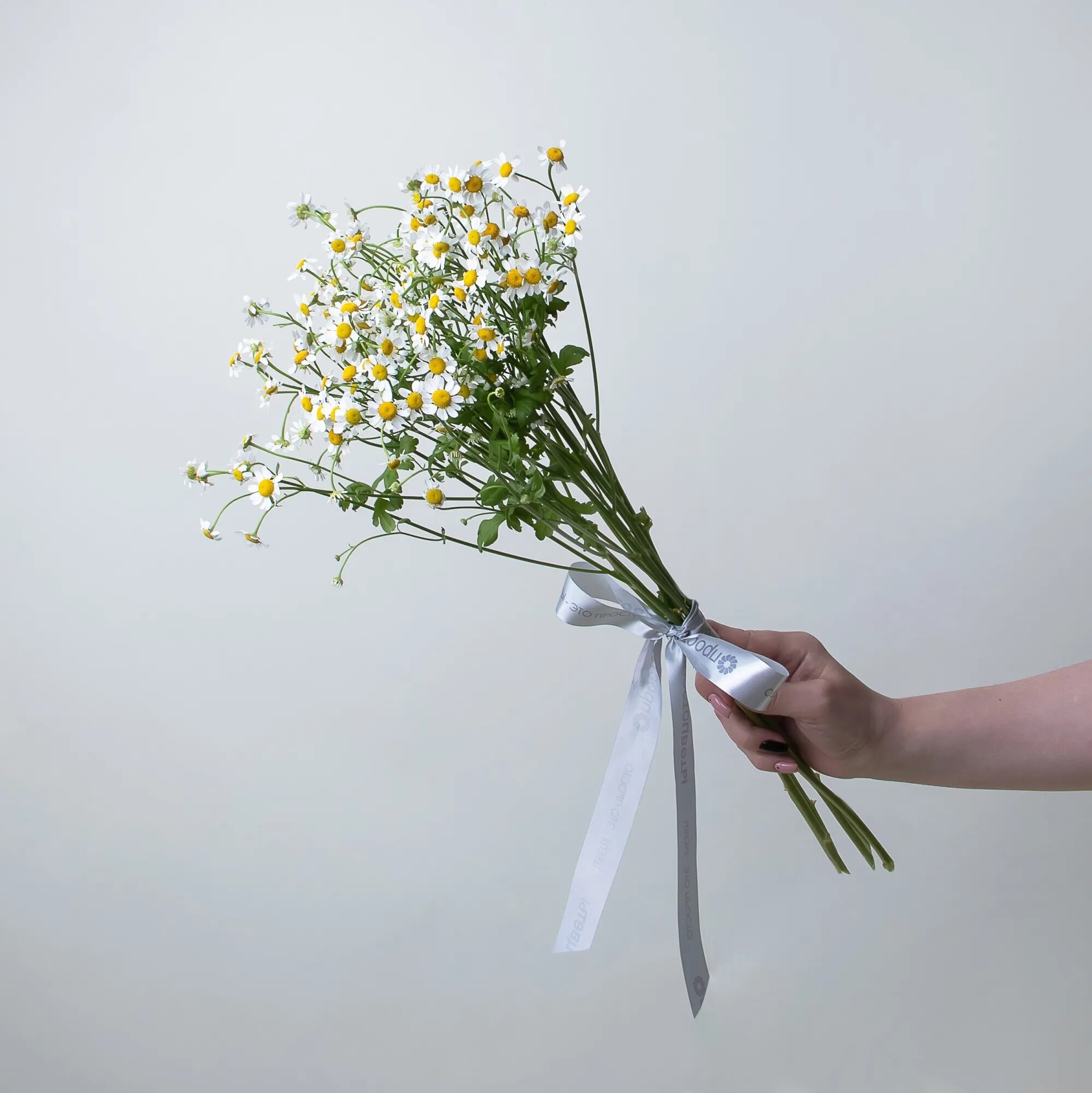 Букет Матрикария "Сингл Вигмо" 5 шт Высота 60 см под ленту от "Простоцветы"