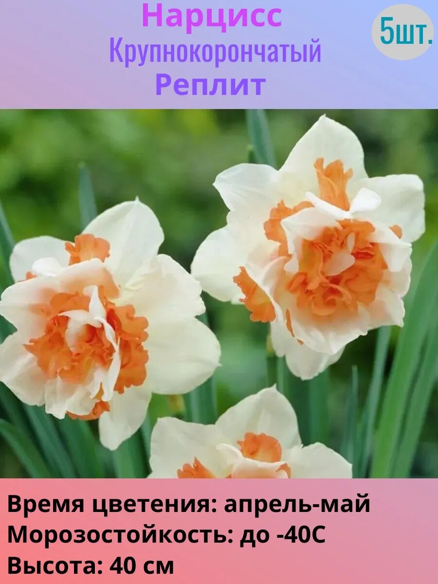 Нарциссы многолетние луковицы 5 штук