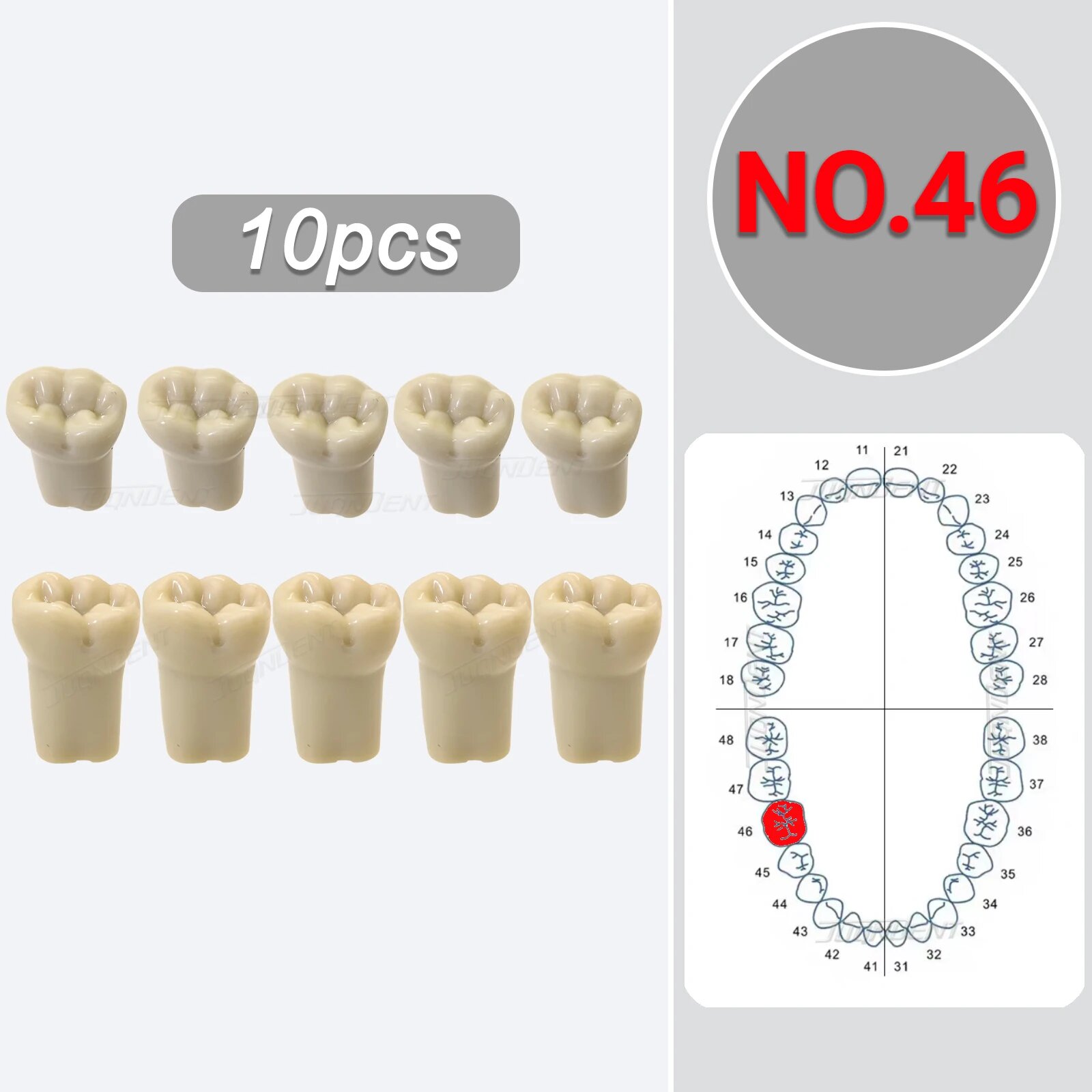 Модель типодонта Frasaco AG3 Number 46