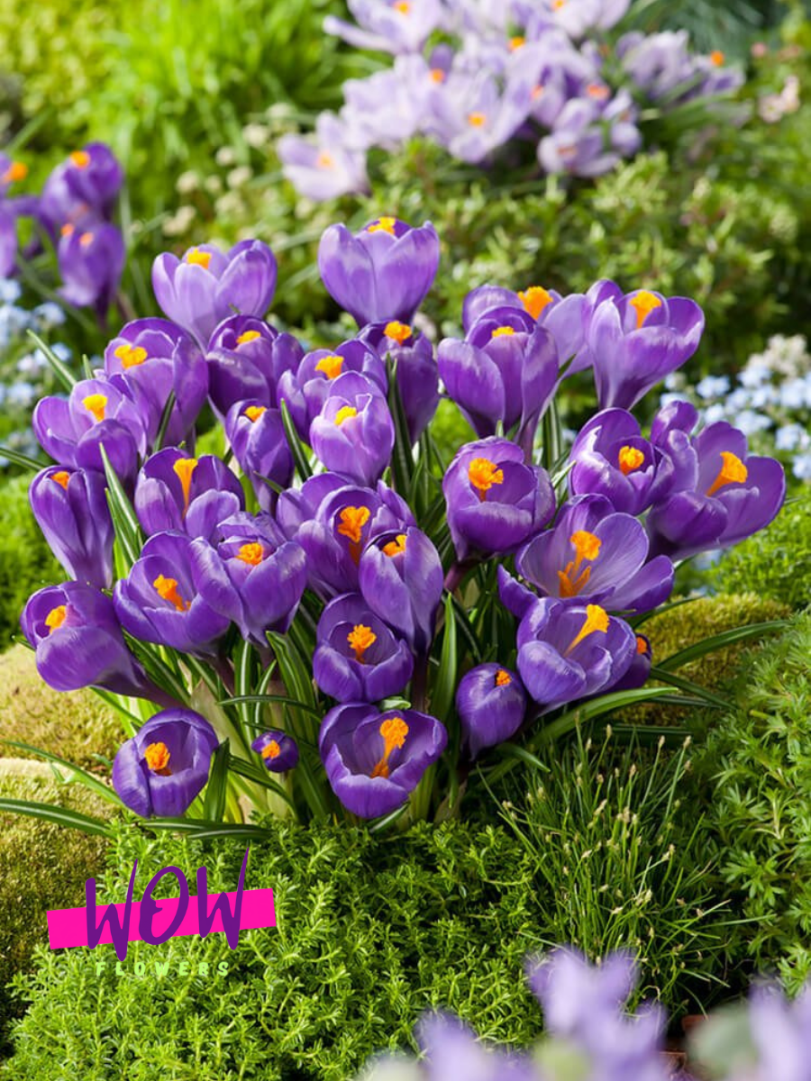 Луковицы цветов  WOW FLOWERS  Крокус Флавер Рекорд  фиолетовый ( 5 штук )