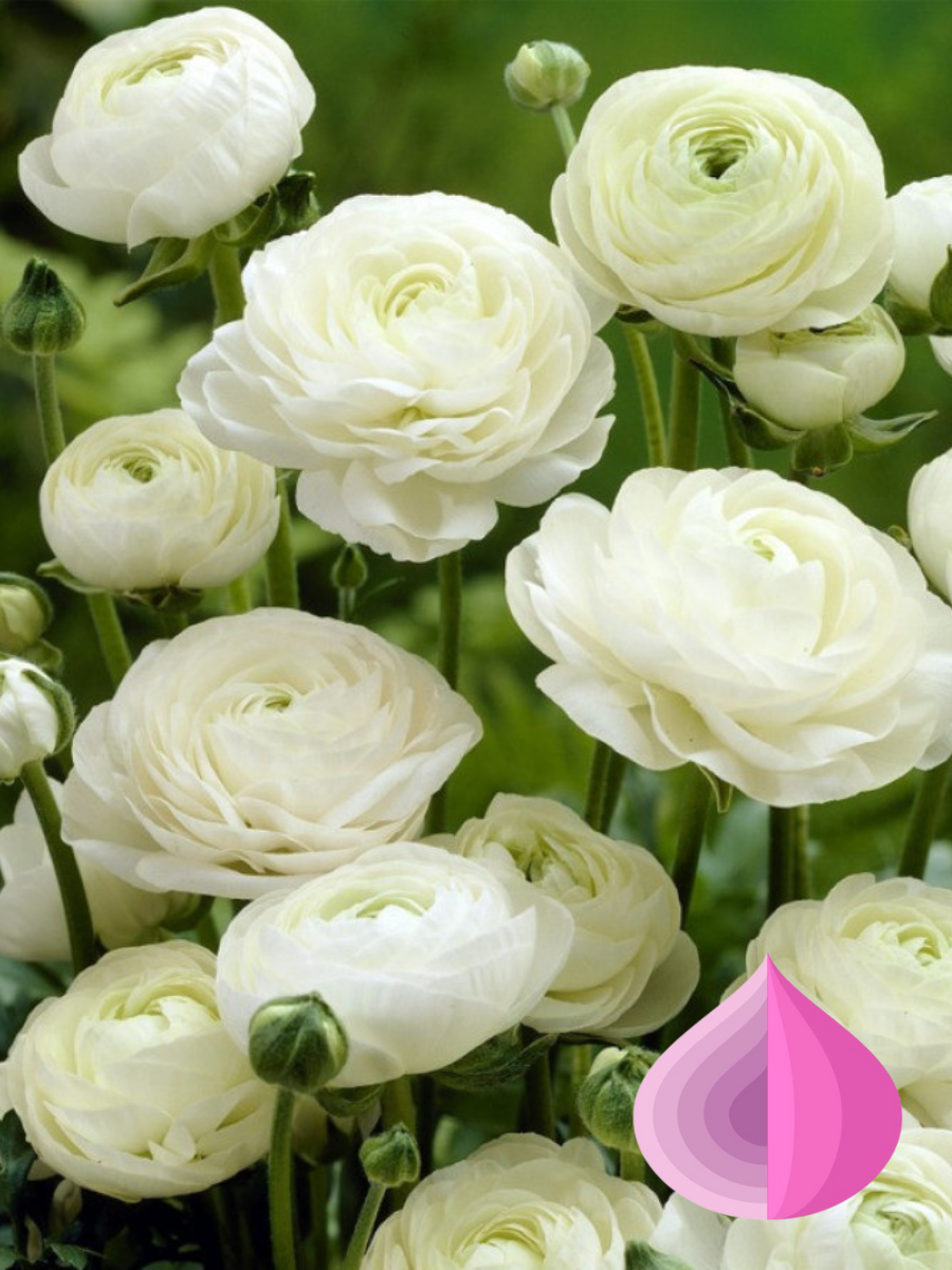 Луковицы цветов Лютик садовый bulbs servise Ранункулюс Вайт ( 10 штук )