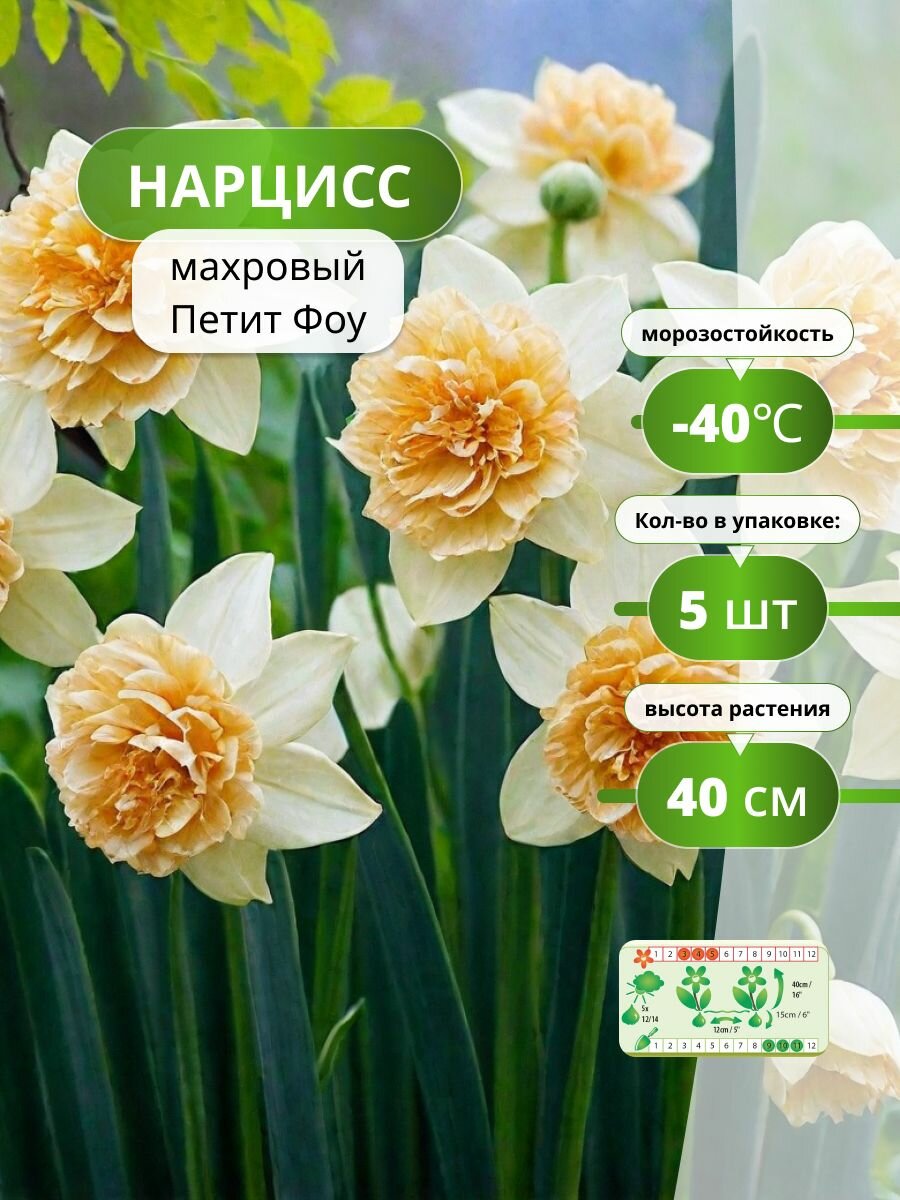 Нарцисс махровый Петит Фоу 5 лук / нарциссы луковицы многолетние