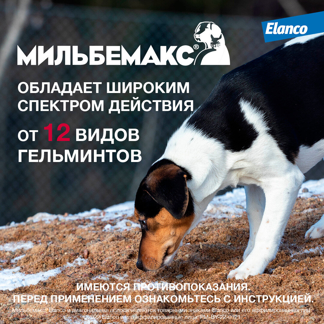 Мильбемакс , таблетки от гельминтов для щенков и маленьких собак 2 таблетки — фото 1
