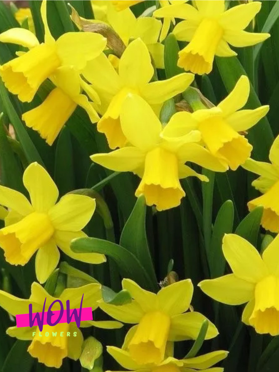 Луковицы цветов  WOW FLOWERS  Нарцисс Фебруари Голд ( 5 шт )желтый