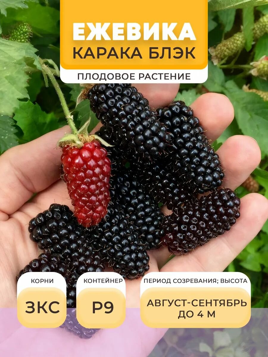 Ежевика саженец Карака Блэк в горшке P9 05 л многолетнее | Микроклон