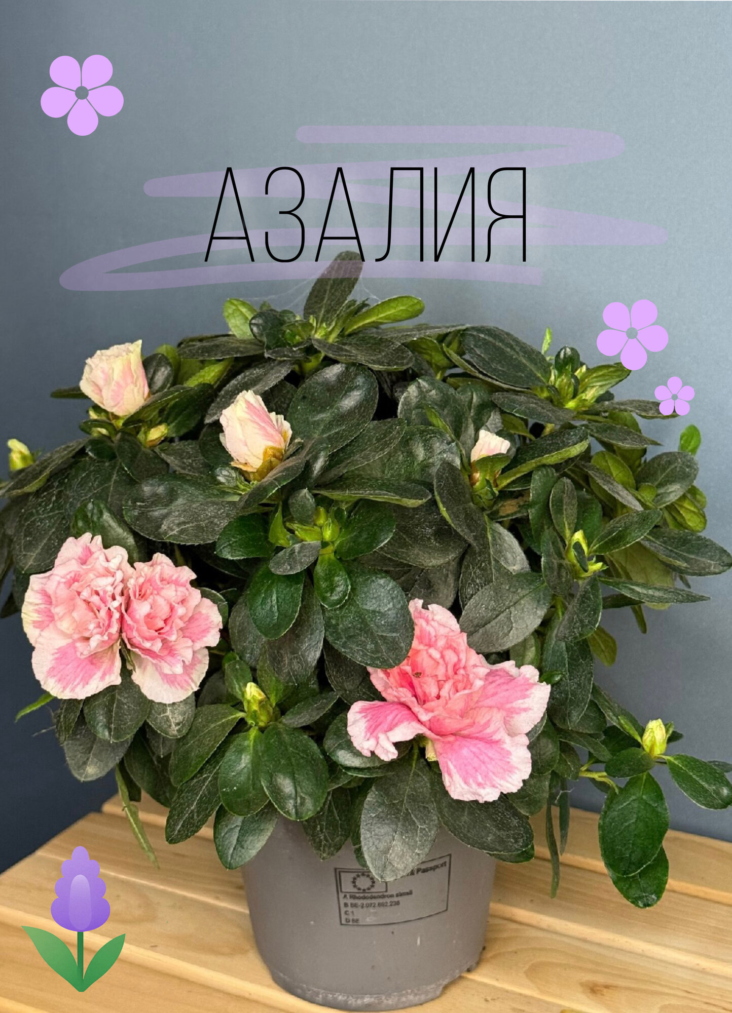 Азалия индийская розово-белая (Azalea indica ‘Pink-White’) — нежность оттенков и гармония в каждом цветке. Фото может отличаться от оригинала
