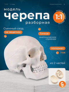 Изображение товара Модель черепа "Bone", разборная, 1:1, анатомическая, поливинилхлорид