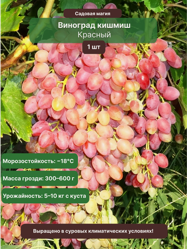 Изображение товара Виноград кишмиш красный 1 шт / бессемянный, морозостойкий сорт