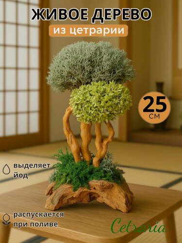 Изображение товара Бонсай Цетрария украшение интерьера