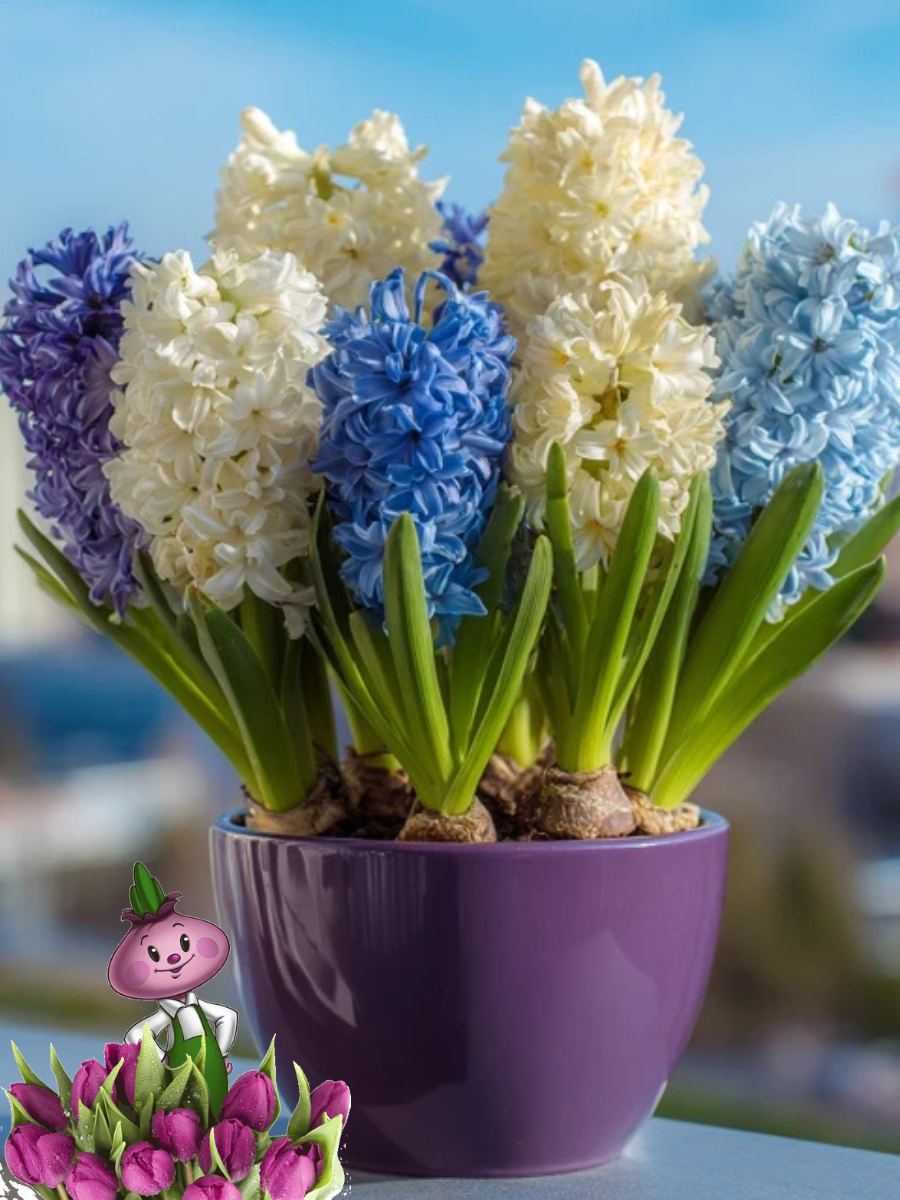 Луковицы цветов сhipollino flowers гиацинты BLUE AND WHITE MIX (5 луковиц)