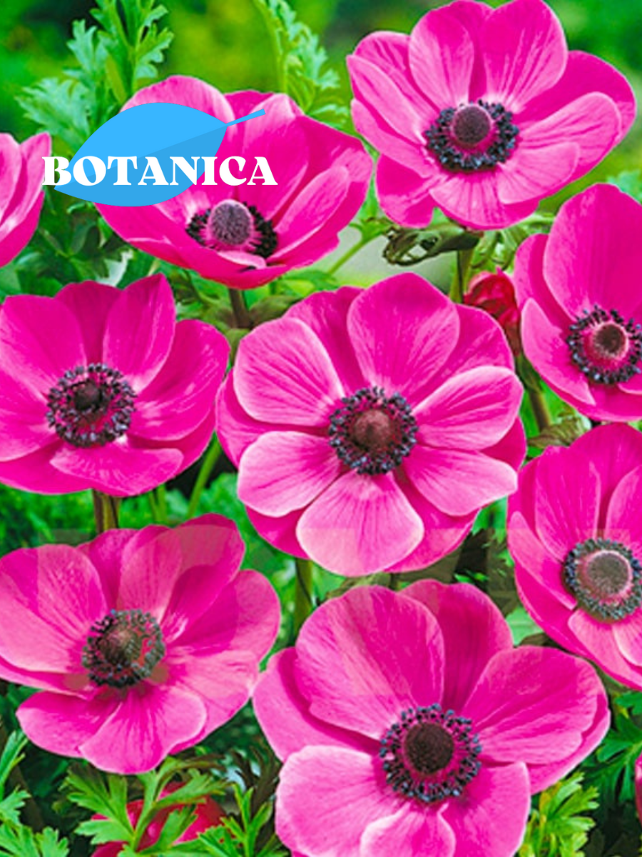 Луковицы цветов botanica garden анемоны сильфида ( 10 штук )