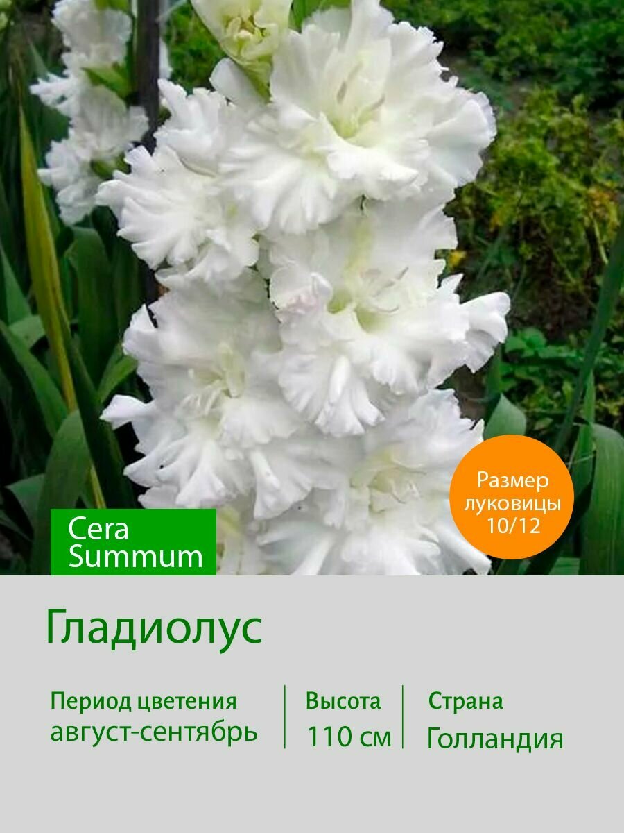 Гладиолус Сера Суммум (Cera Summum) луковицы 3 шт. Сотка