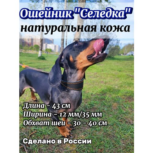 Ошейник селедка кожаная для собак