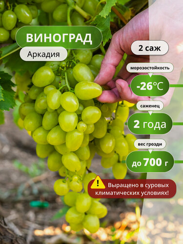 Изображение товара Виноград Аркадия, 2 шт, многолетние, 50см, морозостойкие, желтые