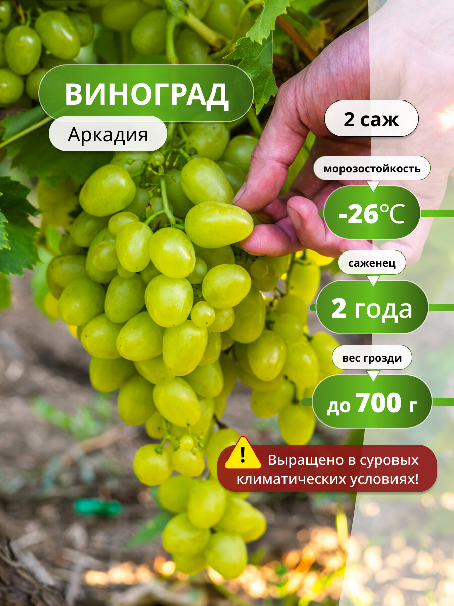 Виноград Аркадия 2 шт многолетние саженец 50см морозостойкие желтые