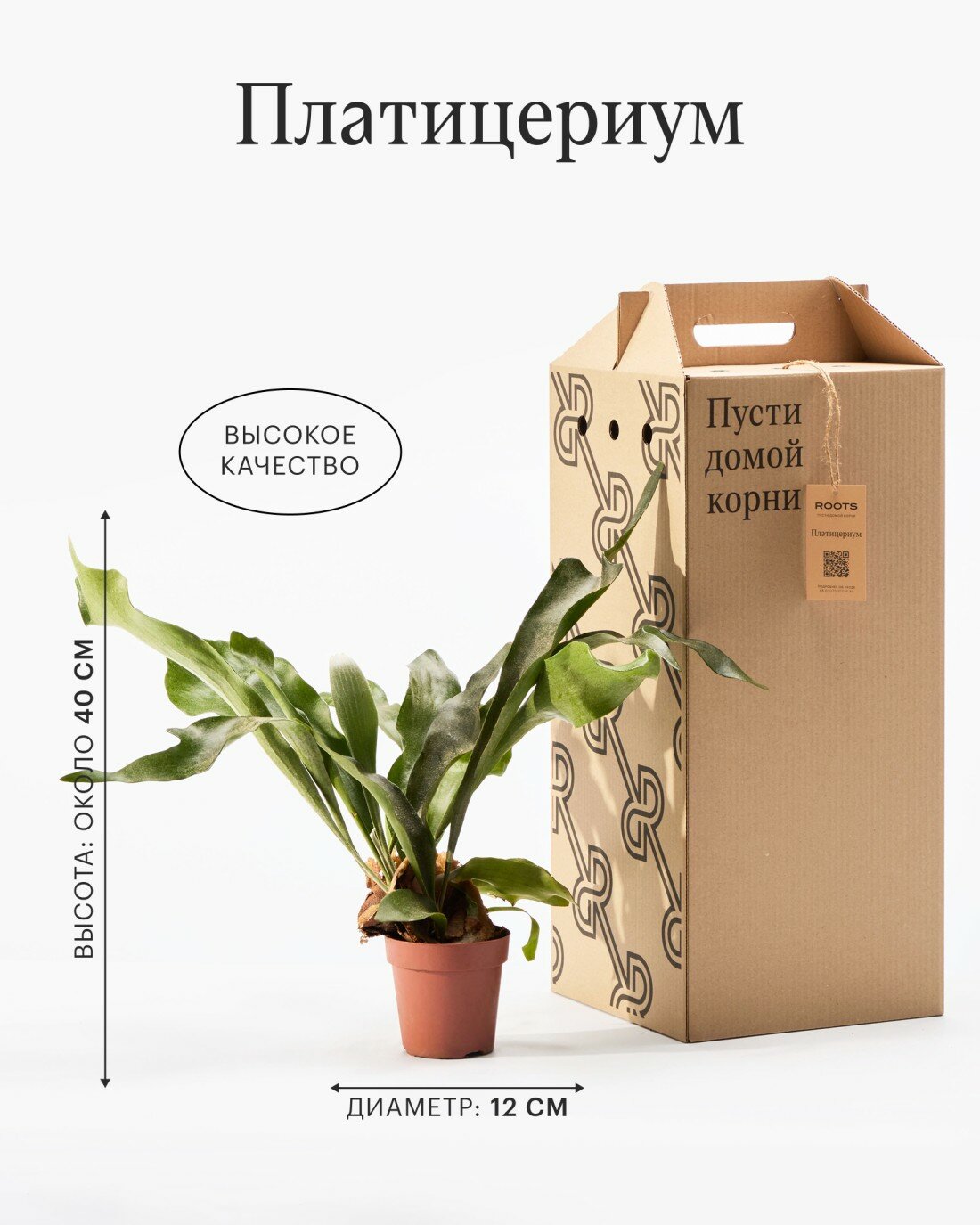 Платицериум диаметр 12