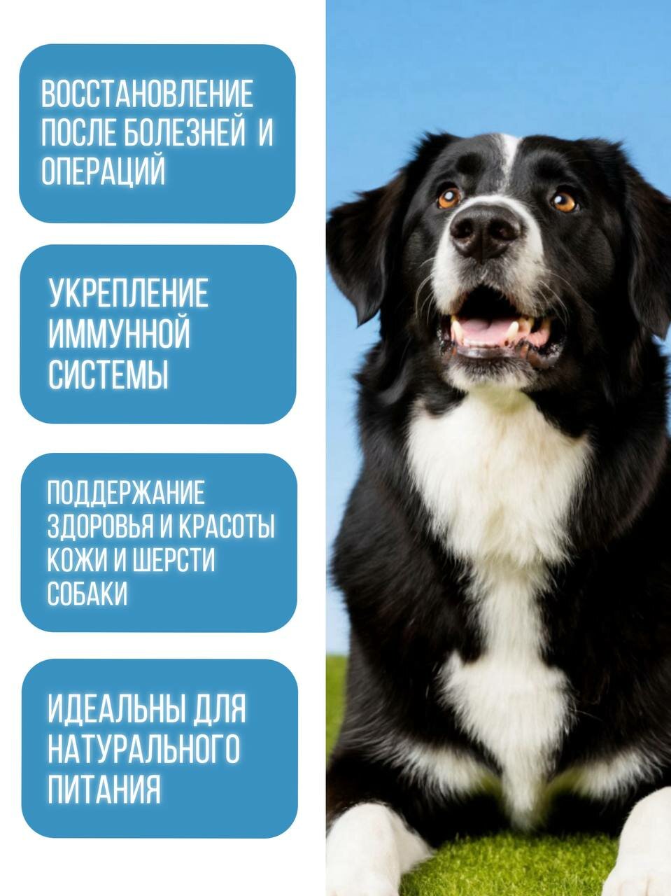 Витамины для собак POLIDEX "Multivitum Plus", мультивитамины, 150 таблеток — фото 1