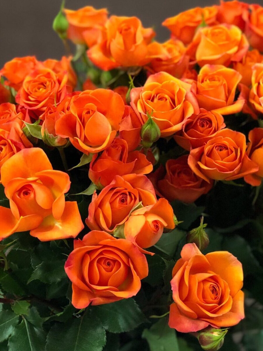 Роза Бейб спрей оранжевый многолетник 30-50см 1 шт ЗКС