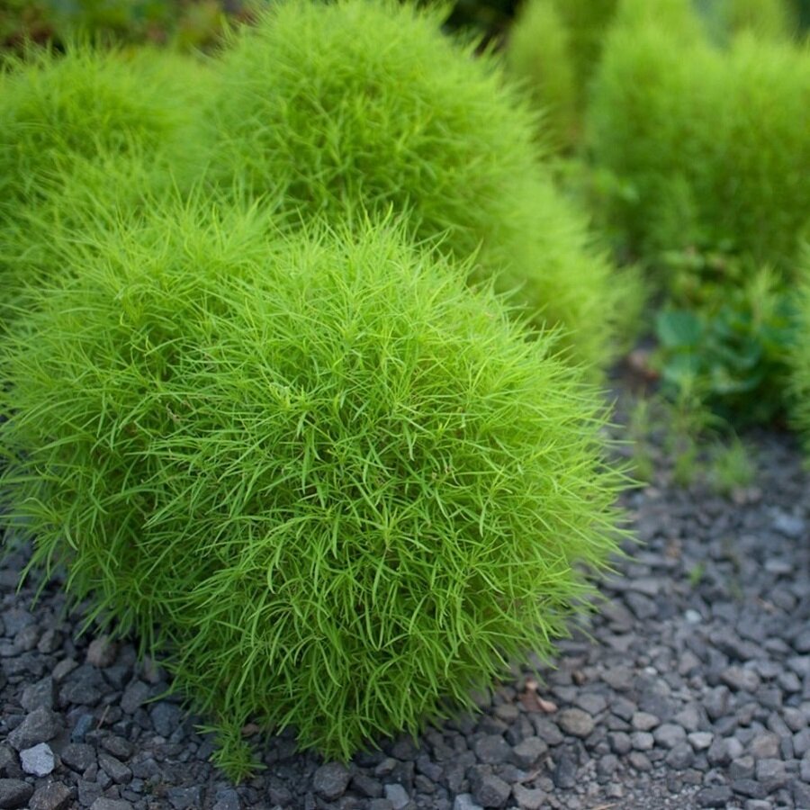Семена Deodar SEEDS COMPANY Кохия зеленая 30 шт.