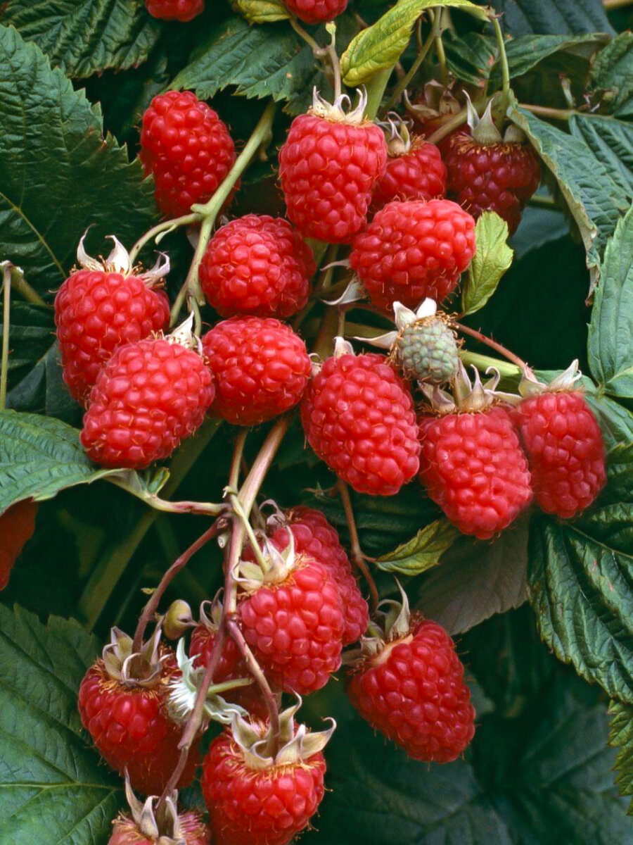 Малиновое дерево Таруса  1 шт    высокоурожайный  морозостойкий сорт