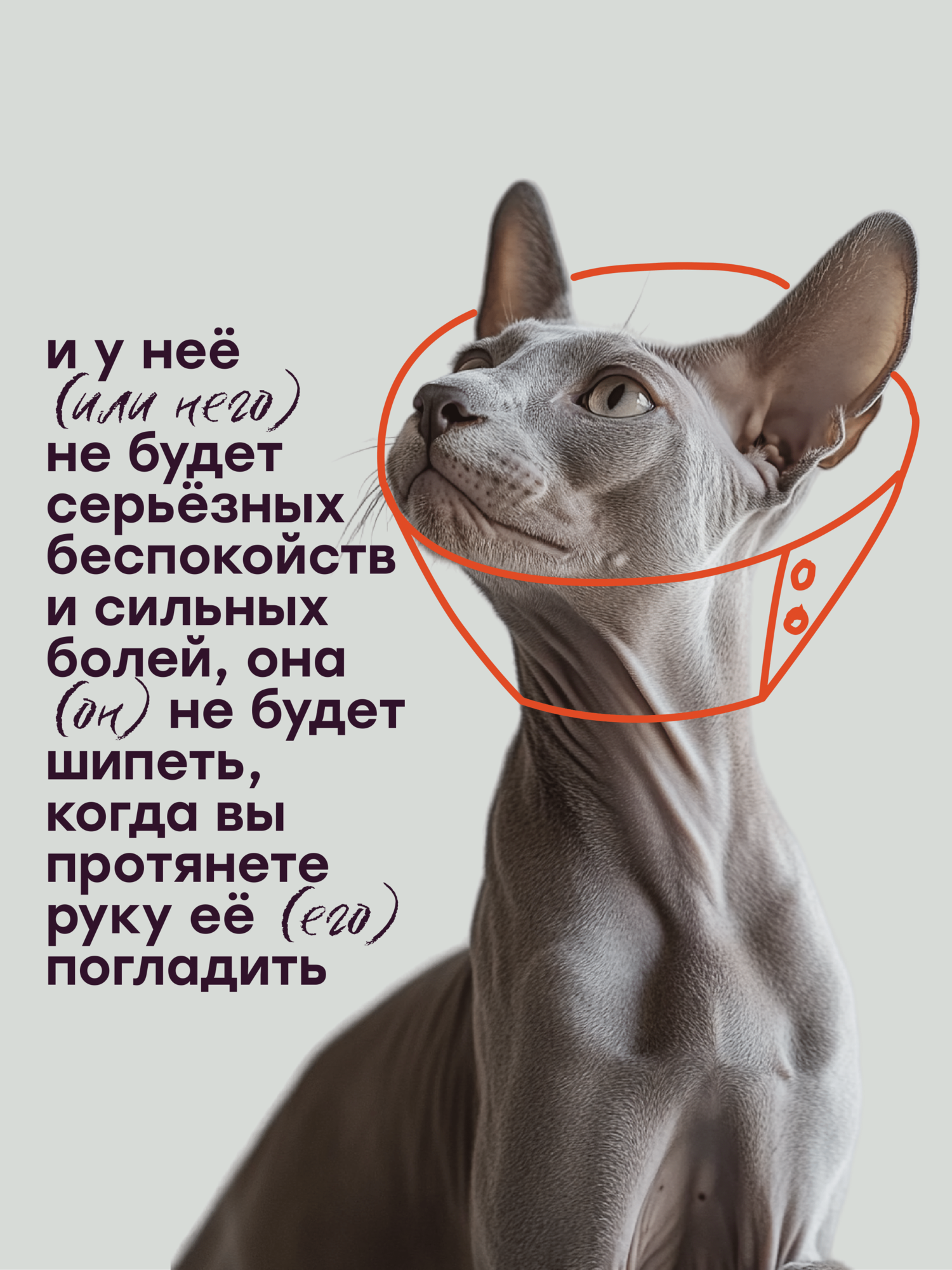 Масло MotherPlant с экстрактом CBD для животных собак и кошек 600 мг (2%) 30 мл — фото 1