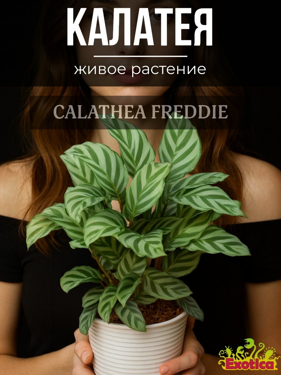 Калатея Фредди  Calathea Freddie  D6см  живое растение