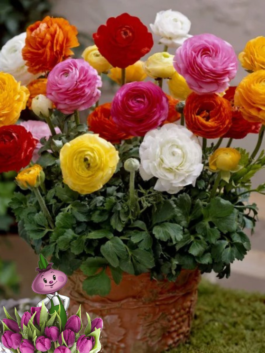 Луковицы цветов, chipollino flowers, ранункулюс MIX (10 луковиц)