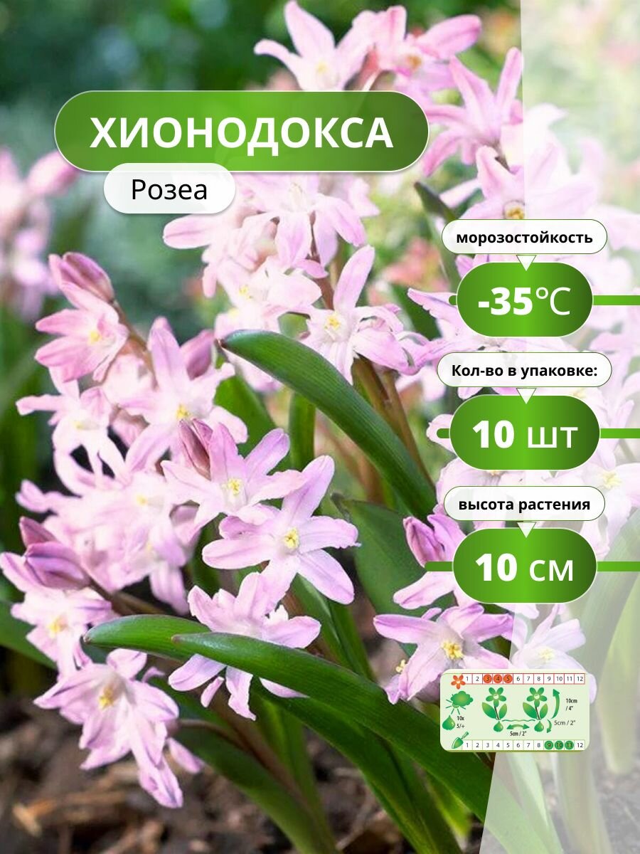 Хионодокса Розеа (10 луковиц) / луковичные многолетние цветы