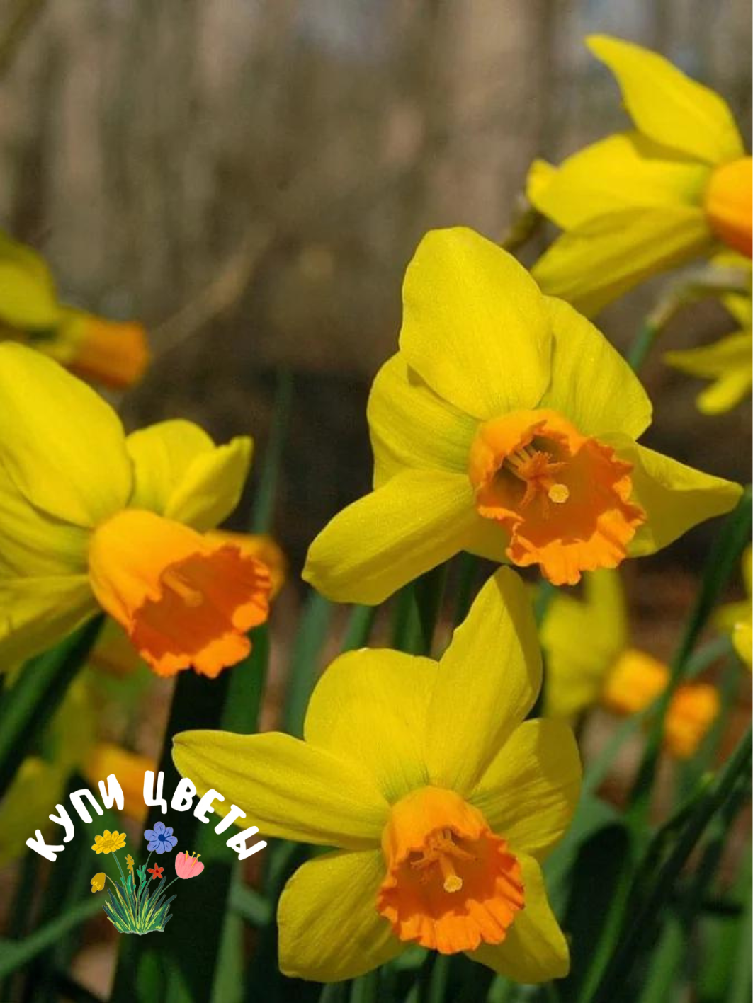 Луковицы цветов купи цветы Нарцисс Jetfire (5 луковиц) желтый