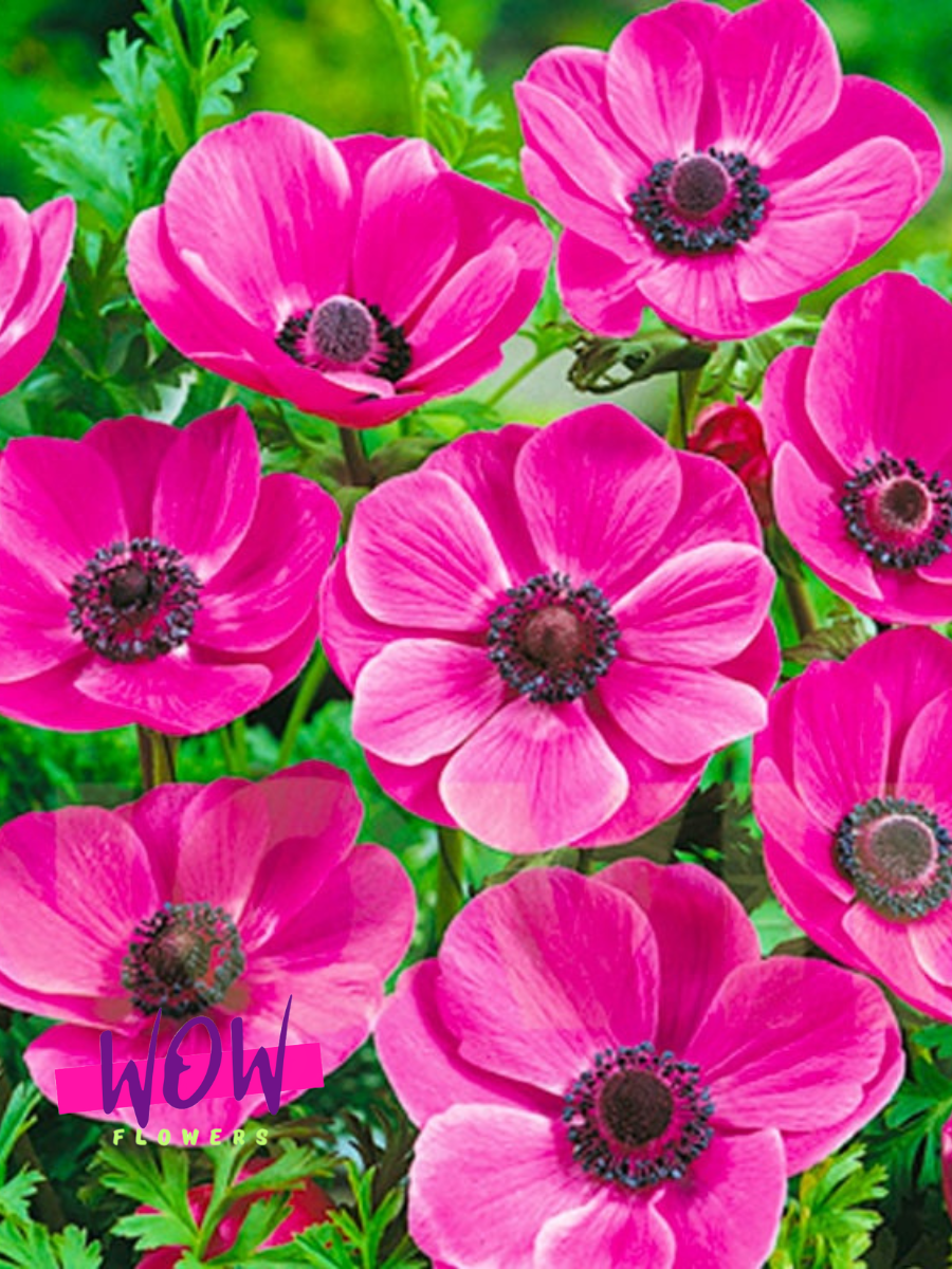 Луковицы цветов  WOW FLOWERS  Анемона Сульфида ( 10 штук )