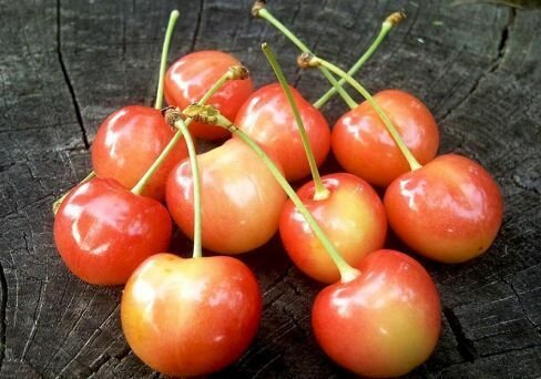 Черешня Юлия Саженец плодовых деревьев