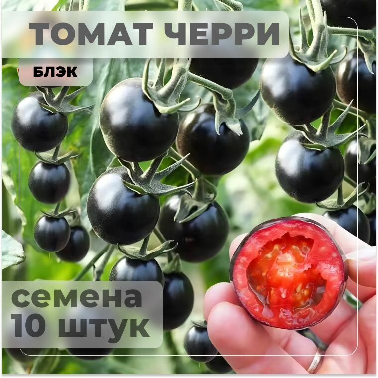 Томат черри блэк черные томаты для дома и сада семена 10 штук