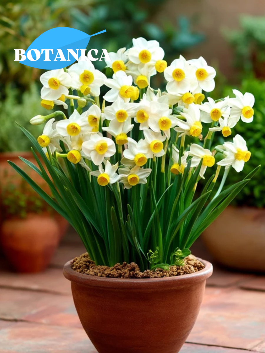 Луковицы цветов botanica garden Нарцисс Каналикулатус (3 штуки)