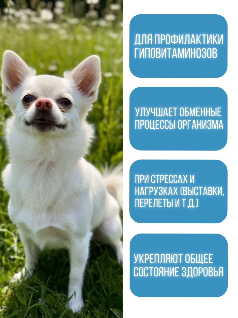 Витамины для собак POLIDEX "Multivitum Plus", мультивитамины, 150 таблеток — фото 1