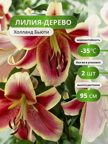 Изображение товара Лилия-дерево Холланд Бьюти (2лук) / лилии луковицы многолетние крупные