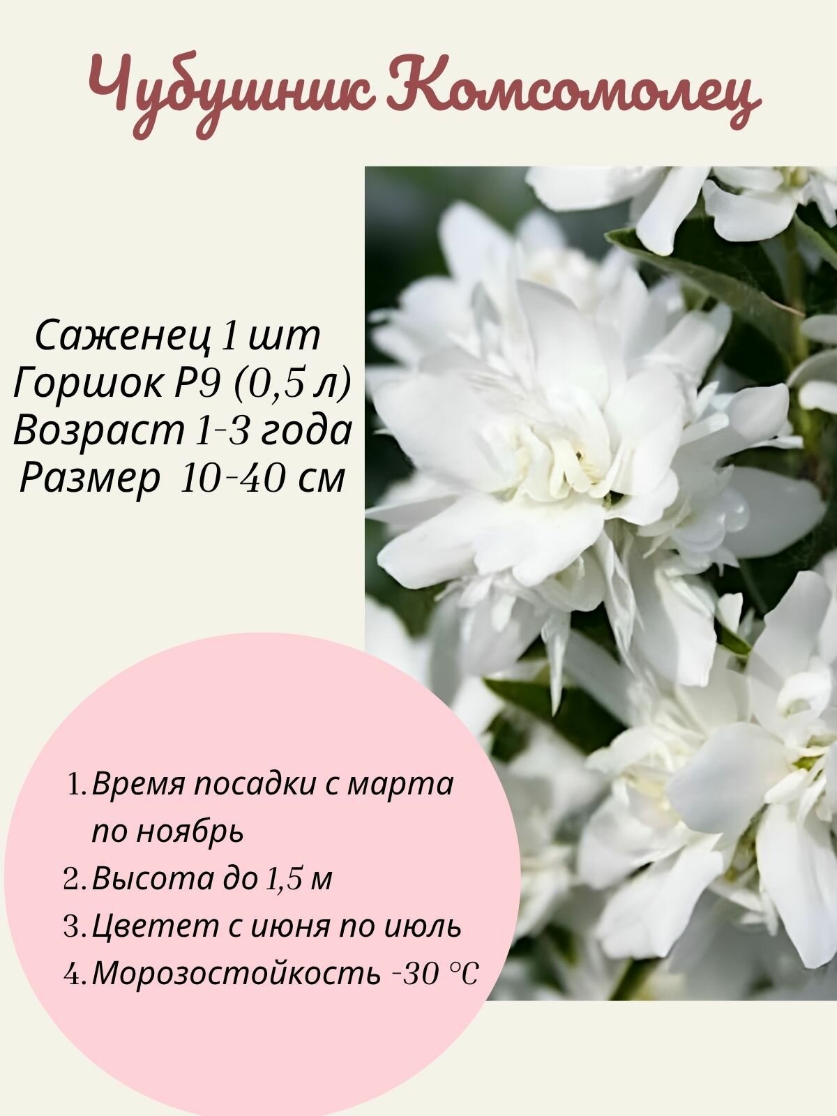 Чубушник (Жасмин) Komsomolec (Комсомолец) 1 шт саженец в горшке Р9
