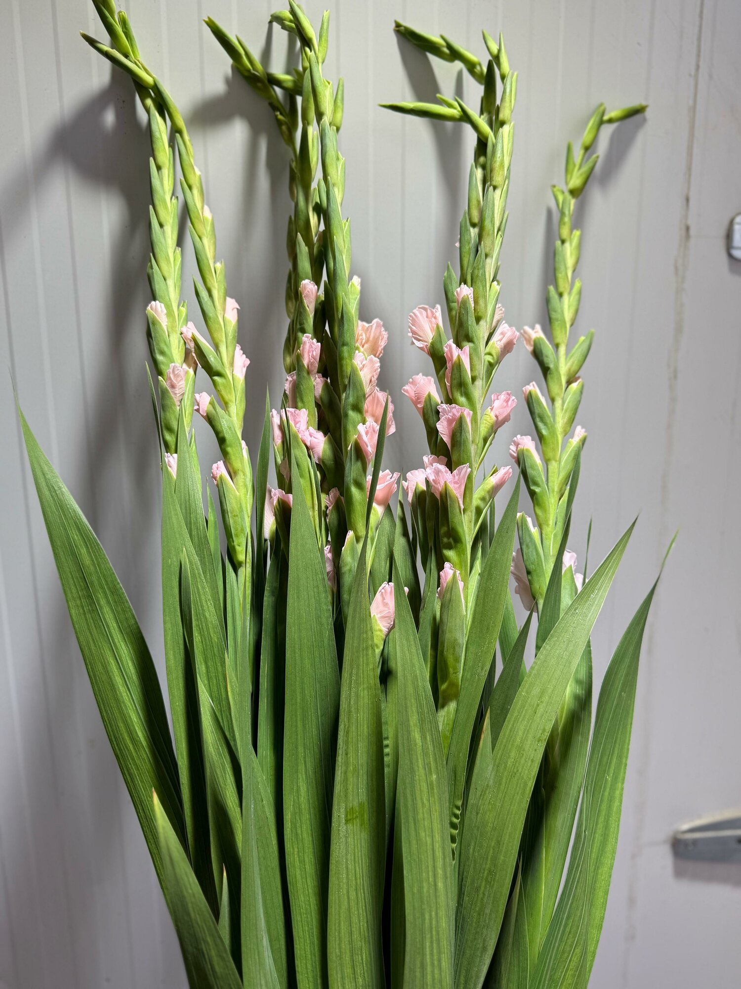 Гладиолус розовый красивый букет цветов премиум букет цветы.