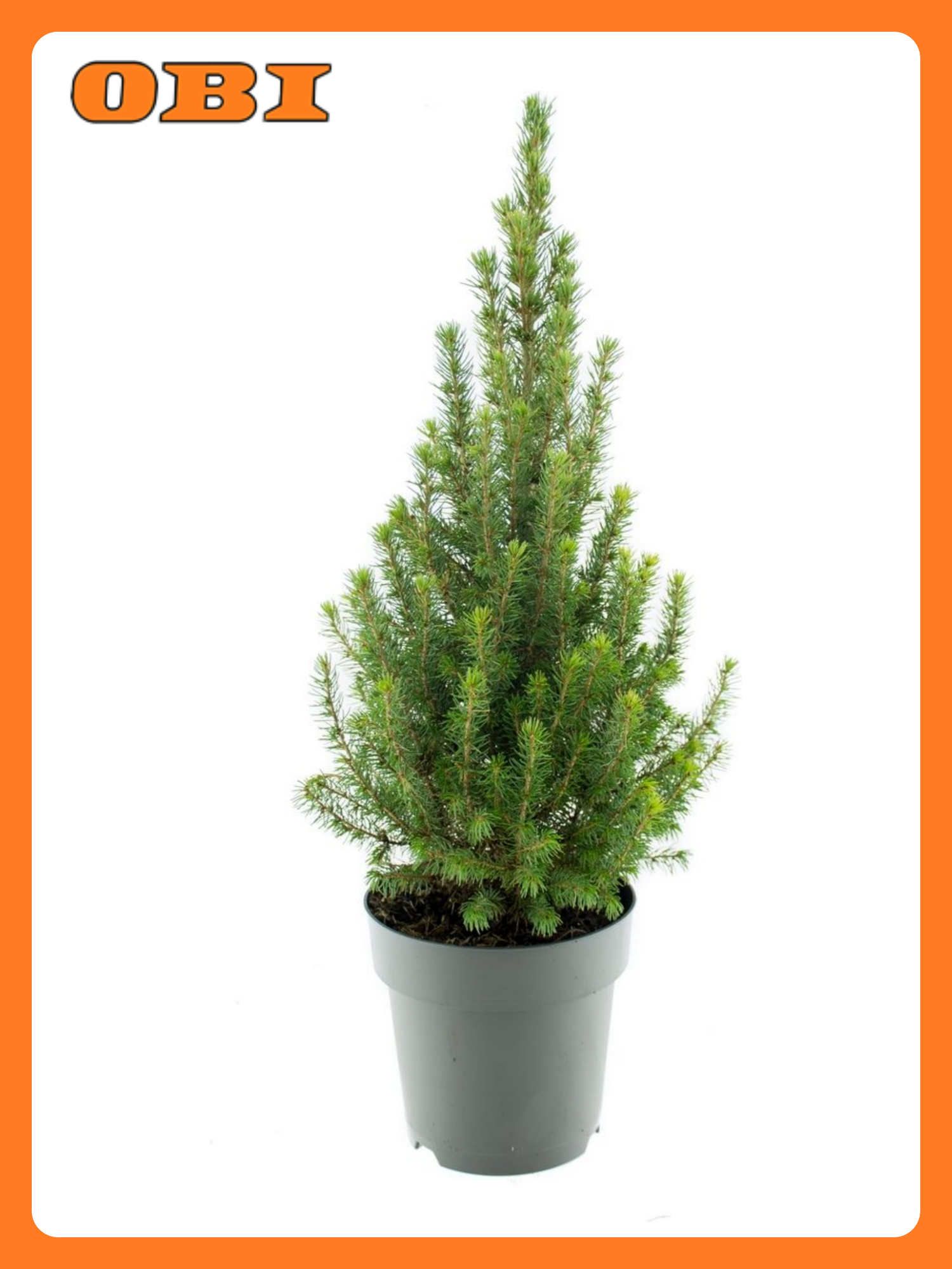 Растение ель Коника P15