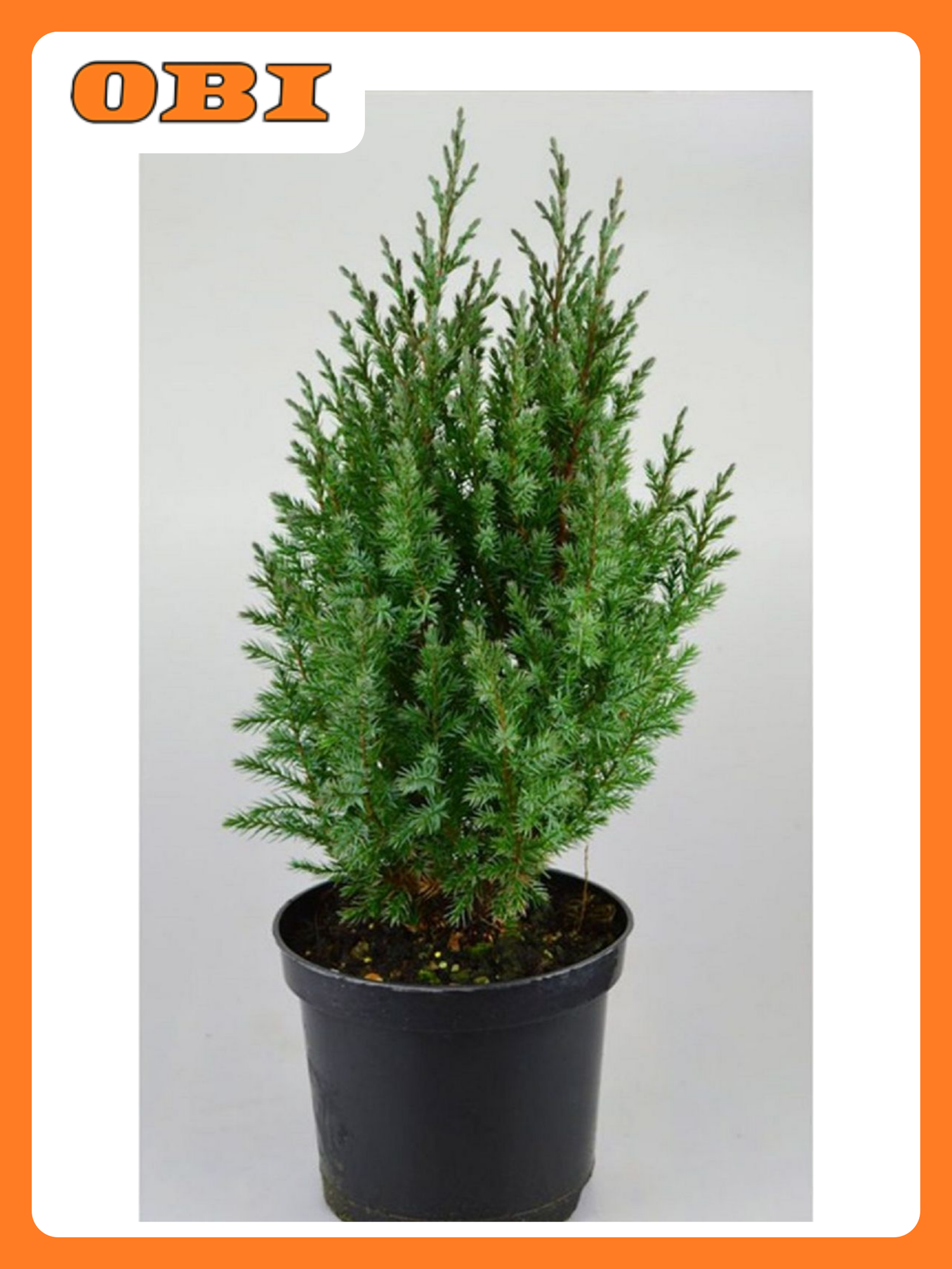 Саженец можжевельника "Стрикта" С1 h15 многолетнее хвойное декоративное растение