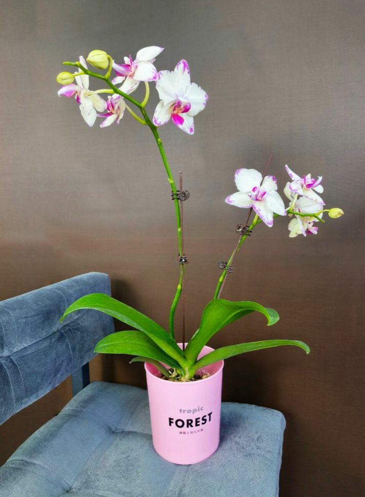 Орхидея Фаленопсис живая в горшке цветущая высота 75 см для дома