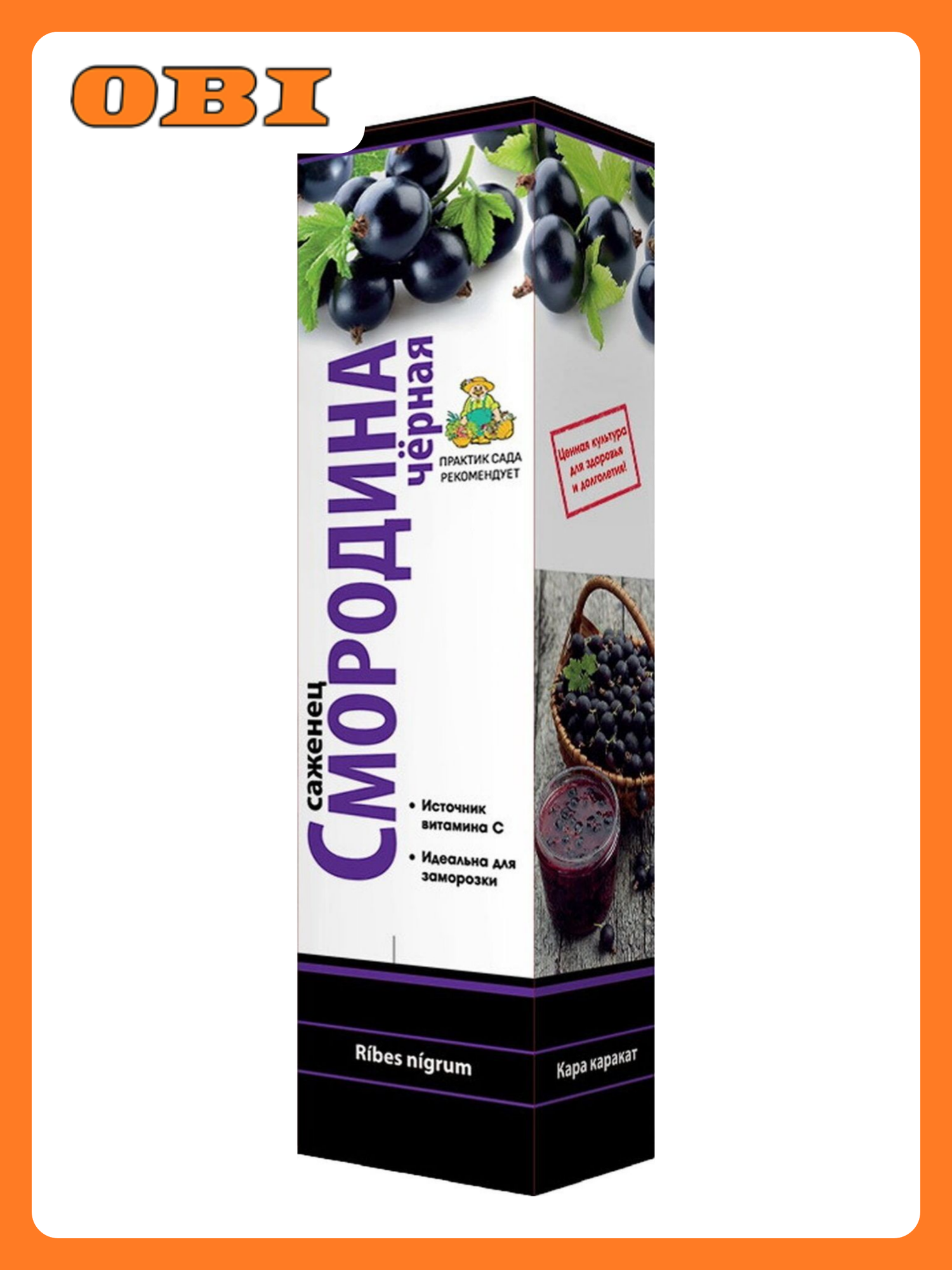 Саженец Смородина черная Изюмная С1 Н37