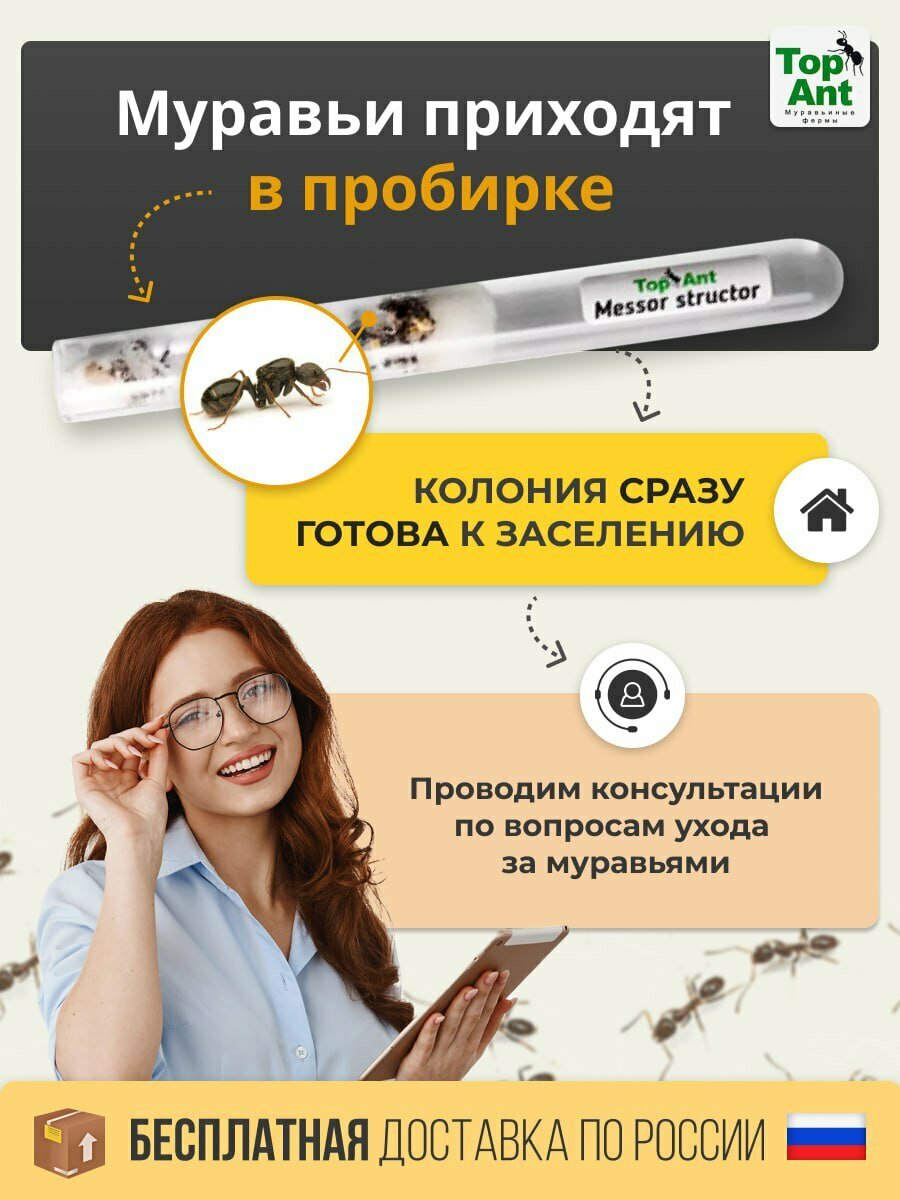 Сертификат на колонию муравьёв для муравьиной фермы. Комплект с кормом. — фото 1