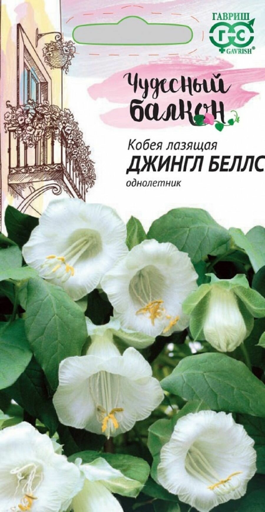 Кобея Лазающая Джингл беллс 5 семян / Гавриш