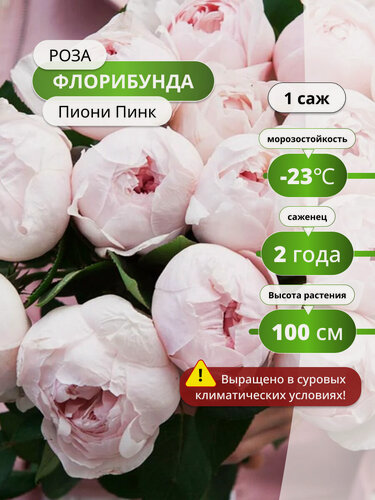 Изображение товара Роза флорибунда Пиони Пинк (Peony Pink), розовая / розы пионовидные