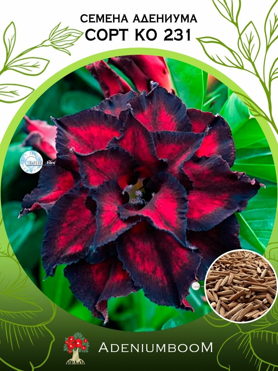 Семена Адениума Обесум сорт Ko 231 (4шт.) /семена редких комнатных цветов суккулентов многолетних цветущих растений/AdeniumBoom