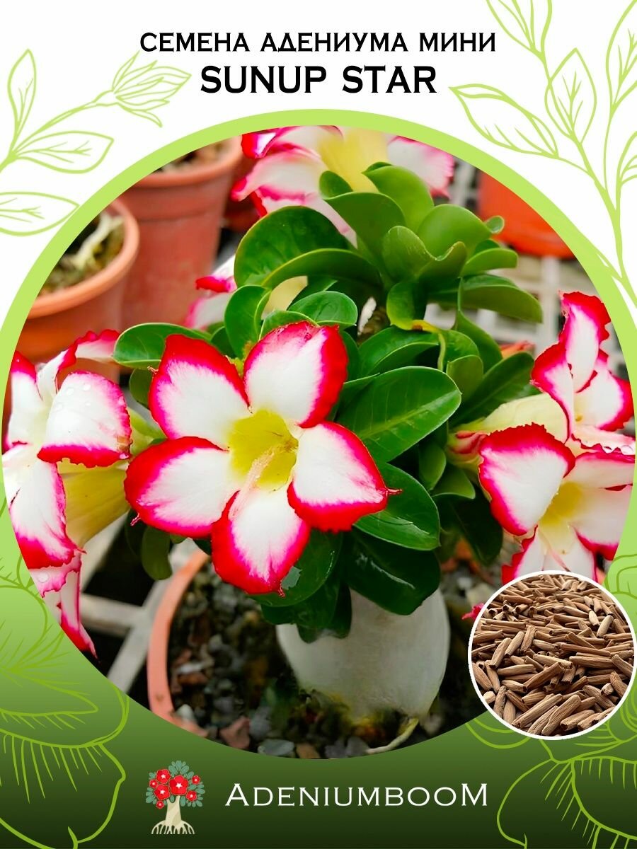 Семена адениума Mini (Мини) сорт Sunup Star (4шт.) /семена редких комнатных цветов суккулентов многолетних цветущих растений/AdeniumBoom