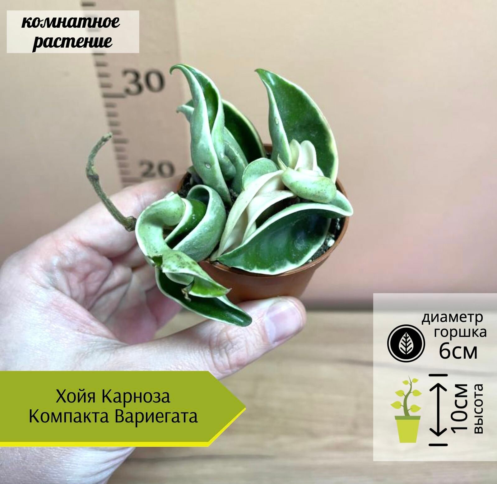 Хойя Карноза компакта вариегата, D6см Н10см, 1шт, Нидерланды