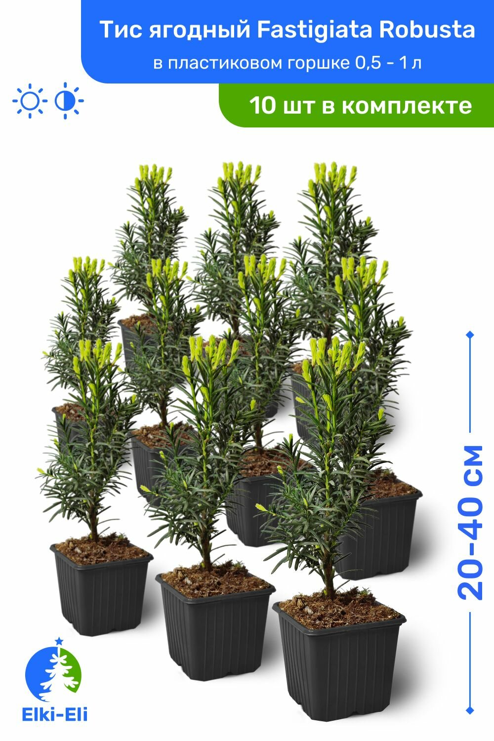 Тис ягодный Fastigiata Robusta 20-40 см в пластиковом горшке саженец хвойное живое растение комплект из 10 шт